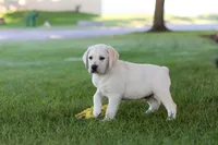 Kurt, a male Labrador Retriever for sale in Dundee, OH – 9 of 10