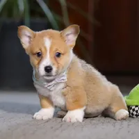 Danny, a male Pembroke Welsh Corgi for sale in Dundee, OH – Photo 2 of 6