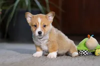 Danny, a male Pembroke Welsh Corgi for sale in Dundee, OH – Photo 2 of 6