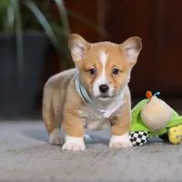 Danny, a male Pembroke Welsh Corgi for sale in Dundee, OH – Photo 5 of 6