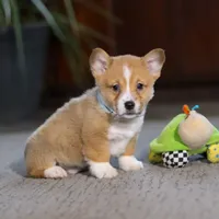 Danny, a male Pembroke Welsh Corgi for sale in Dundee, OH – Photo 1 of 6