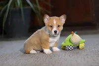 Danny, a male Pembroke Welsh Corgi for sale in Dundee, OH – Photo 1 of 6