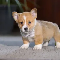 Danny, a male Pembroke Welsh Corgi for sale in Dundee, OH – Photo 6 of 6
