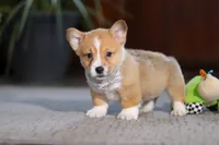 Danny, a male Pembroke Welsh Corgi for sale in Dundee, OH – Photo 6 of 6