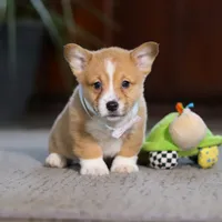 Danny, a male Pembroke Welsh Corgi for sale in Dundee, OH – Photo 3 of 6