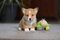 Danny, a male Pembroke Welsh Corgi for sale in Dundee, OH – Photo 3 of 6