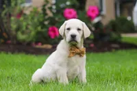 Bernie, a male Labrador Retriever for sale in Dundee, OH – 5 of 7