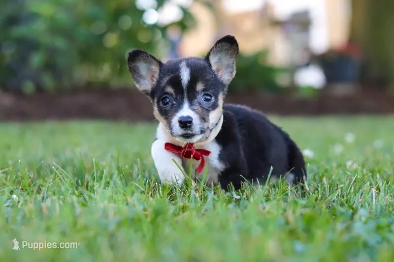 Diamond – Pembroke Welsh Corgi puppy for sale in Dundee, OH