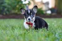 Diamond, a male Pembroke Welsh Corgi for sale in Dundee, OH – 1 of 10