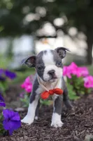 Bradie, a male Boston Terrier for sale in Dundee, OH – 7 of 9
