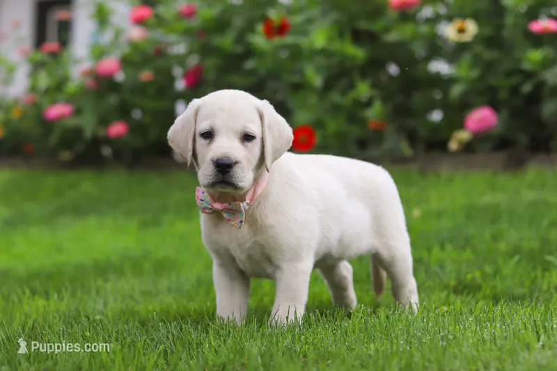 Barbie – Labrador Retriever puppy for sale in Dundee, OH