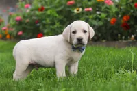 Bennie, a male Labrador Retriever for sale in Dundee, OH – 6 of 7