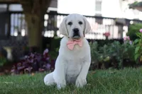 Sally, a female Labrador Retriever for sale in Dundee, OH – 4 of 6