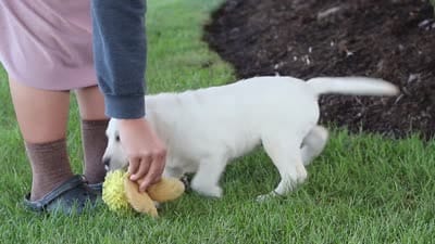 Kurt, a male Labrador Retriever for sale in Dundee, OH – 10 of 10