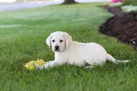Kurt, a male Labrador Retriever for sale in Dundee, OH – 7 of 10