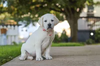 Sherry, a female Labrador Retriever for sale in Dundee, OH – 3 of 8