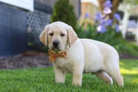 Buster, a male Labrador Retriever for sale in Dundee, OH – 5 of 10