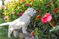 Stormy, a male Labrador Retriever for sale in Dundee, OH – 9 of 10