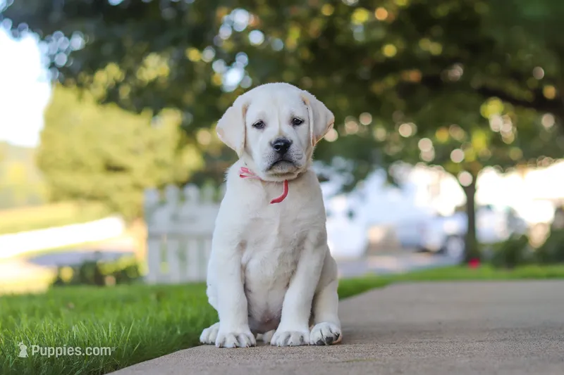 Sherry – Labrador Retriever puppy for sale in Dundee, OH