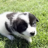 Ziggy, a male Chow Chow and Border Collie for sale in Farmersville, TX – 4 of 4