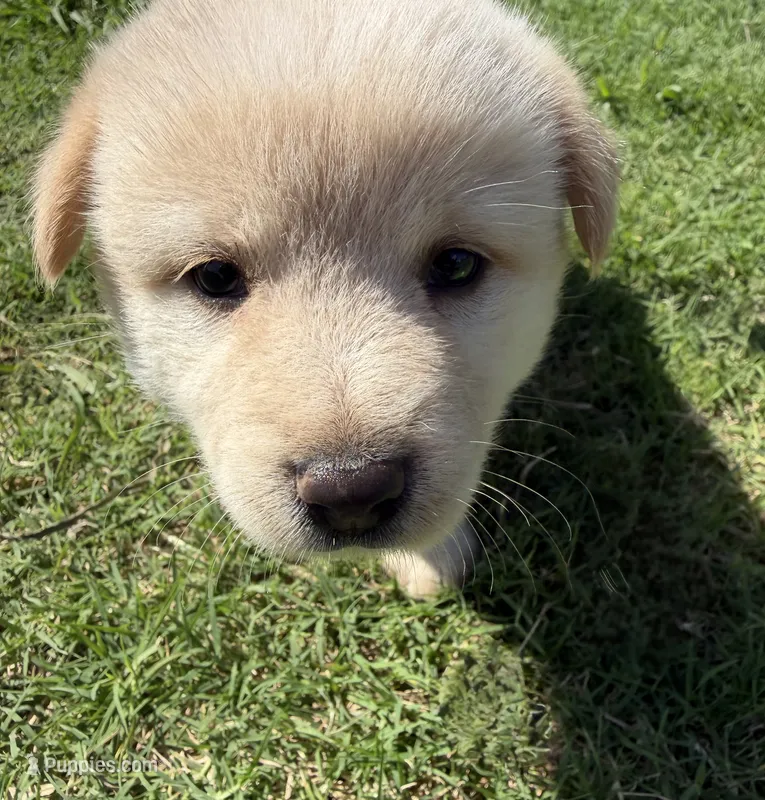 Pickles – Chow Chow, Border Collie puppy for sale in Farmersville, TX
