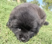Rogue, a male Chow Chow and Border Collie for sale in Farmersville, TX – 5 of 5
