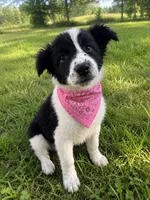 Daisy, a female Chow Chow and Border Collie for sale in Farmersville, TX – 1 of 1