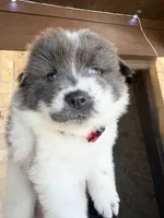 Kyra, a female Chow Chow and Border Collie for sale in Farmersville, TX – 3 of 3