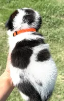 Ziggy, a male Chow Chow and Border Collie for sale in Farmersville, TX – 2 of 4