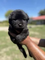 Sater , a female Chow Chow and Border Collie for sale in Farmersville, TX – 4 of 4