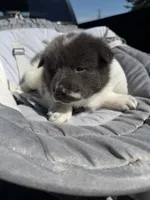 Koda , a male Chow Chow and Border Collie for sale in Farmersville, TX – 3 of 4