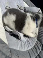 Koda , a male Chow Chow and Border Collie for sale in Farmersville, TX – 4 of 4