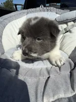 Koda , a male Chow Chow and Border Collie for sale in Farmersville, TX – 2 of 4