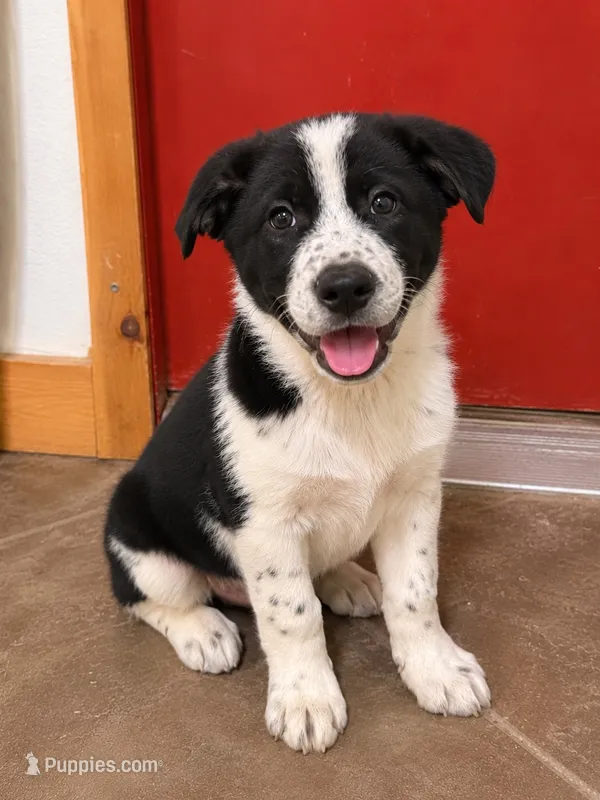 Timber – Chow Chow, Border Collie puppy for sale in Farmersville, TX