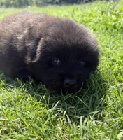 Rogue, a male Chow Chow and Border Collie for sale in Farmersville, TX – 4 of 5