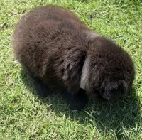 Rogue, a male Chow Chow and Border Collie for sale in Farmersville, TX – 3 of 5