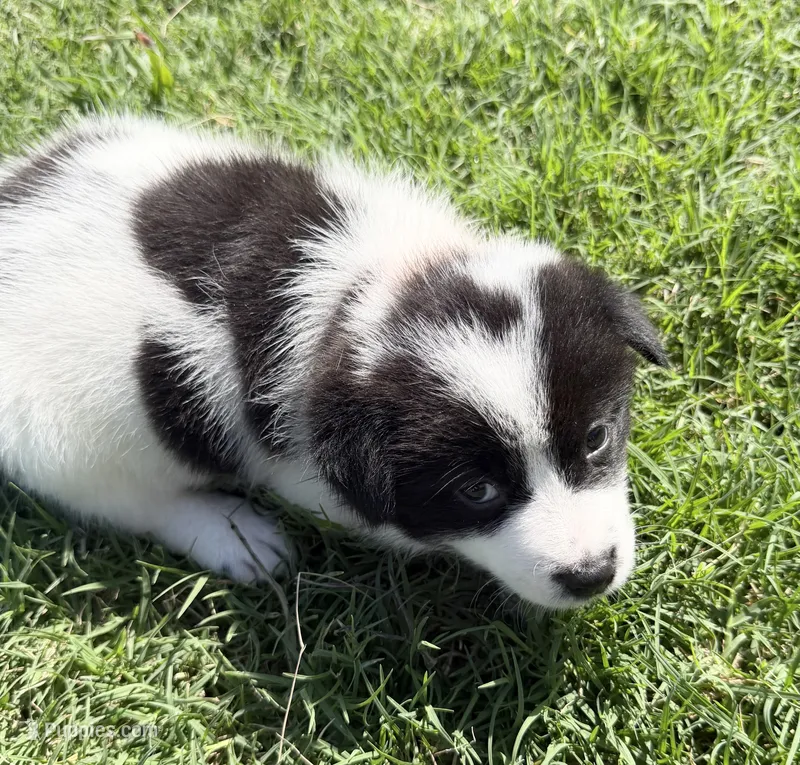Ziggy – Chow Chow, Border Collie puppy for sale in Farmersville, TX