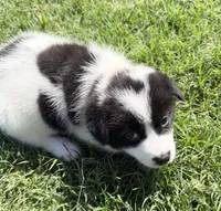 Ziggy, a male Chow Chow and Border Collie for sale in Farmersville, TX – 1 of 4