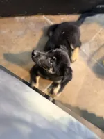 Lucky, a male Border Collie and German Shepherd Dog for sale in Farmersville, TX – 2 of 2