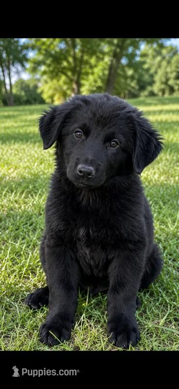 Ranger – Chow Chow, Border Collie puppy for sale in Farmersville, TX