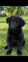 Ranger, a male Chow Chow and Border Collie for sale in Farmersville, TX – 1 of 1