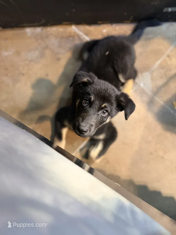 Lucky – Border Collie, German Shepherd Dog puppy for sale in Farmersville, TX