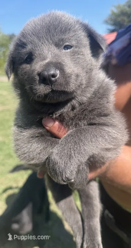 Slay – Chow Chow, Border Collie puppy for sale in Farmersville, TX