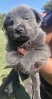 Slay, a female Chow Chow and Border Collie for sale in Farmersville, TX – 1 of 4