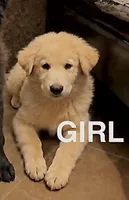 Hazel, a female Chow Chow and Border Collie for sale in Farmersville, TX – 1 of 1