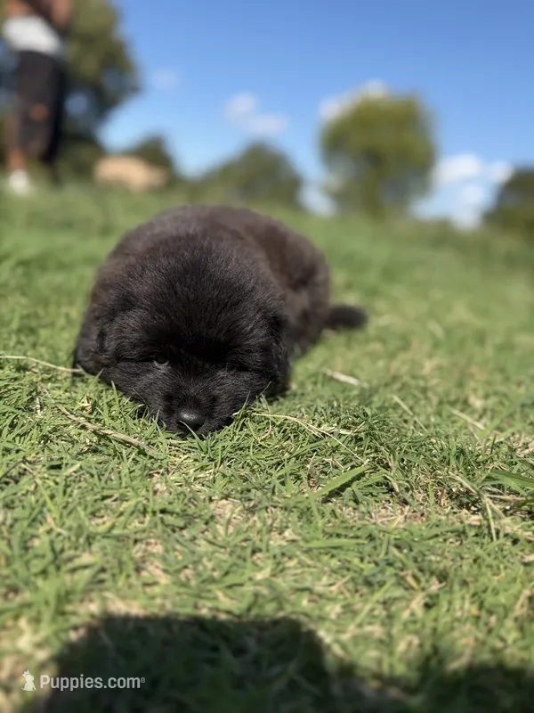 Rogue – Chow Chow, Border Collie puppy for sale in Farmersville, TX