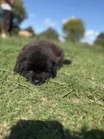 Rogue, a male Chow Chow and Border Collie for sale in Farmersville, TX – 1 of 5