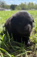 Sater , a female Chow Chow and Border Collie for sale in Farmersville, TX – 2 of 4