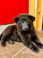 Bear, a male Chow Chow and Border Collie for sale in Farmersville, TX – 1 of 1
