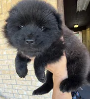 Rogue, a male Chow Chow and Border Collie for sale in Farmersville, TX – 2 of 5